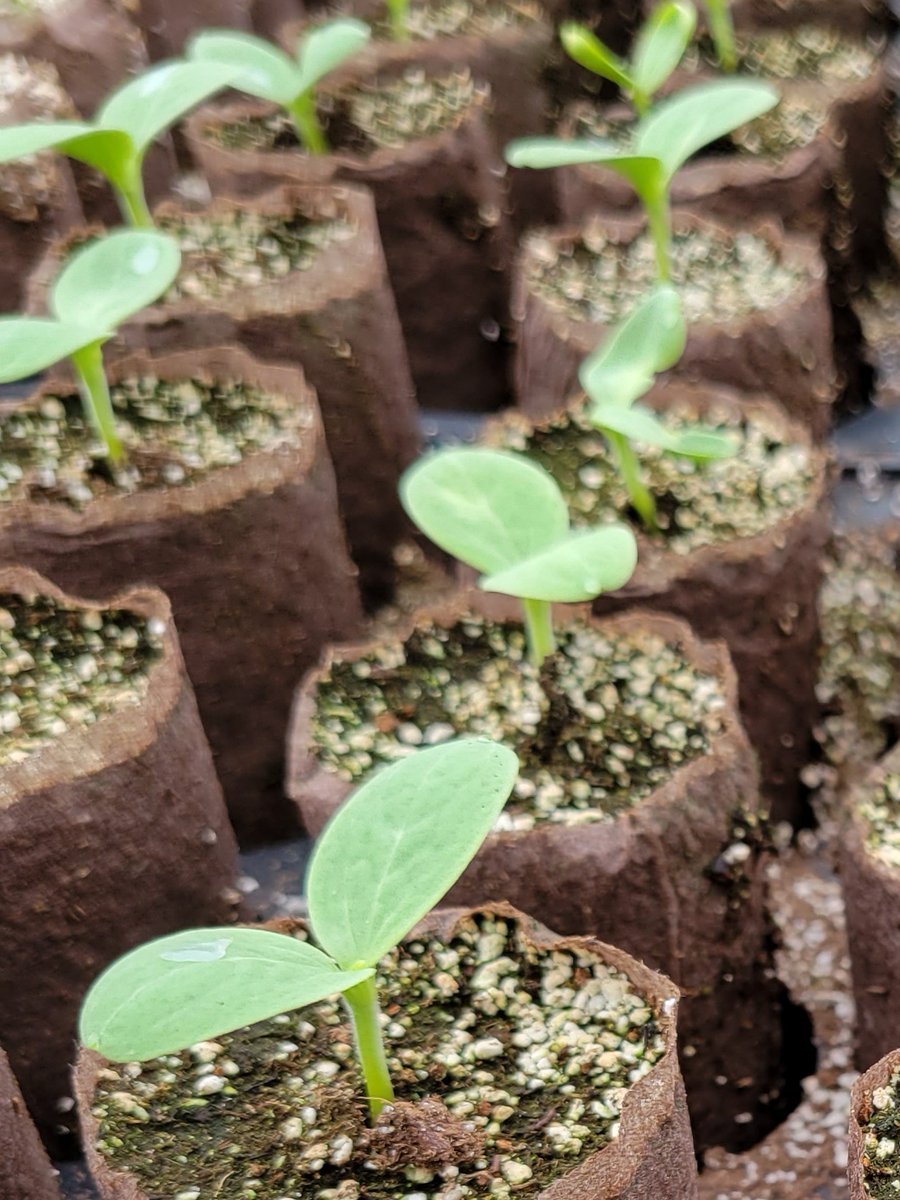 amahort's tweet photo. #NationalWatermelonDay ! 🍉 #Watermelon from seed in #RootSmart™. Field ready in a hurry. https://t.co/XtJ2rPENg3 https://t.co/gVsD4OxB2j