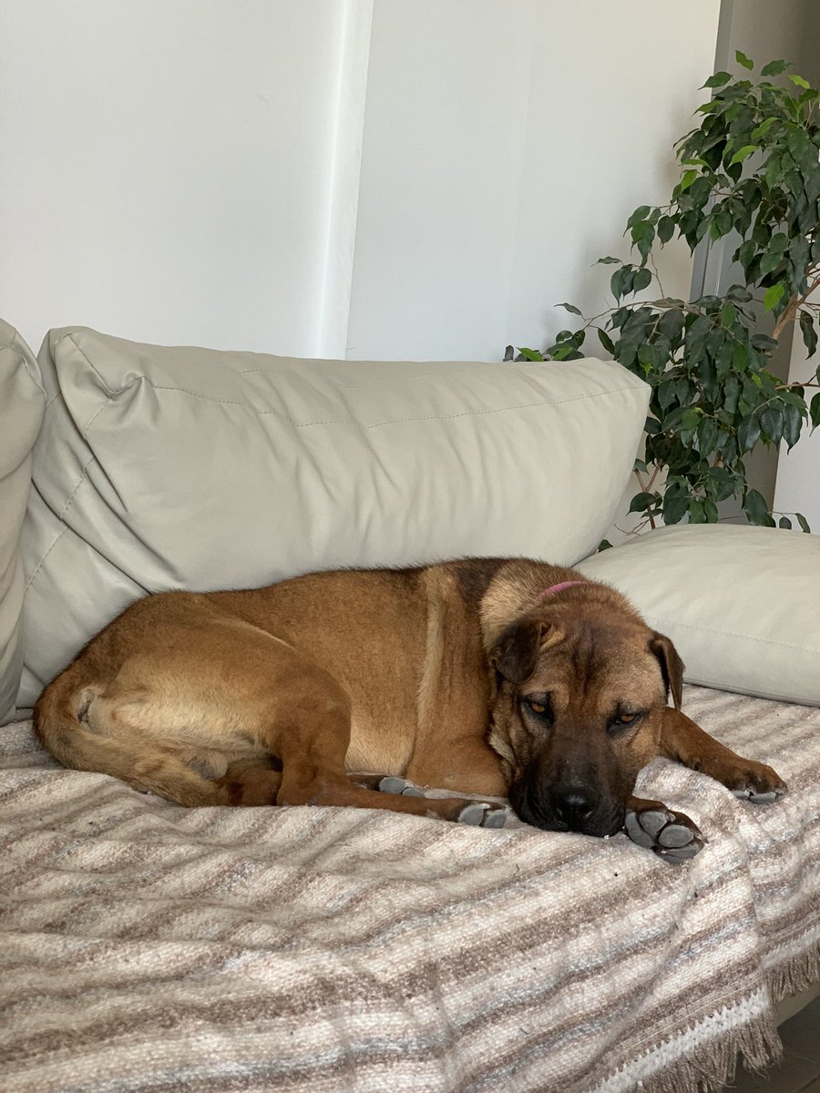 JulietaPascual1's tweet photo. Busco tránsito o adopción responsable para este bb. Súper bueno con otros animales. Es un santo.
Lo encontramos súper flaquito y merece una familia que lo quiera.
Vivo en dpto y lamentablemente no me lo puedo quedar. Tamaño mediano. Compartir xfa🙏♥️ https://t.co/UbZ4hqTZS8