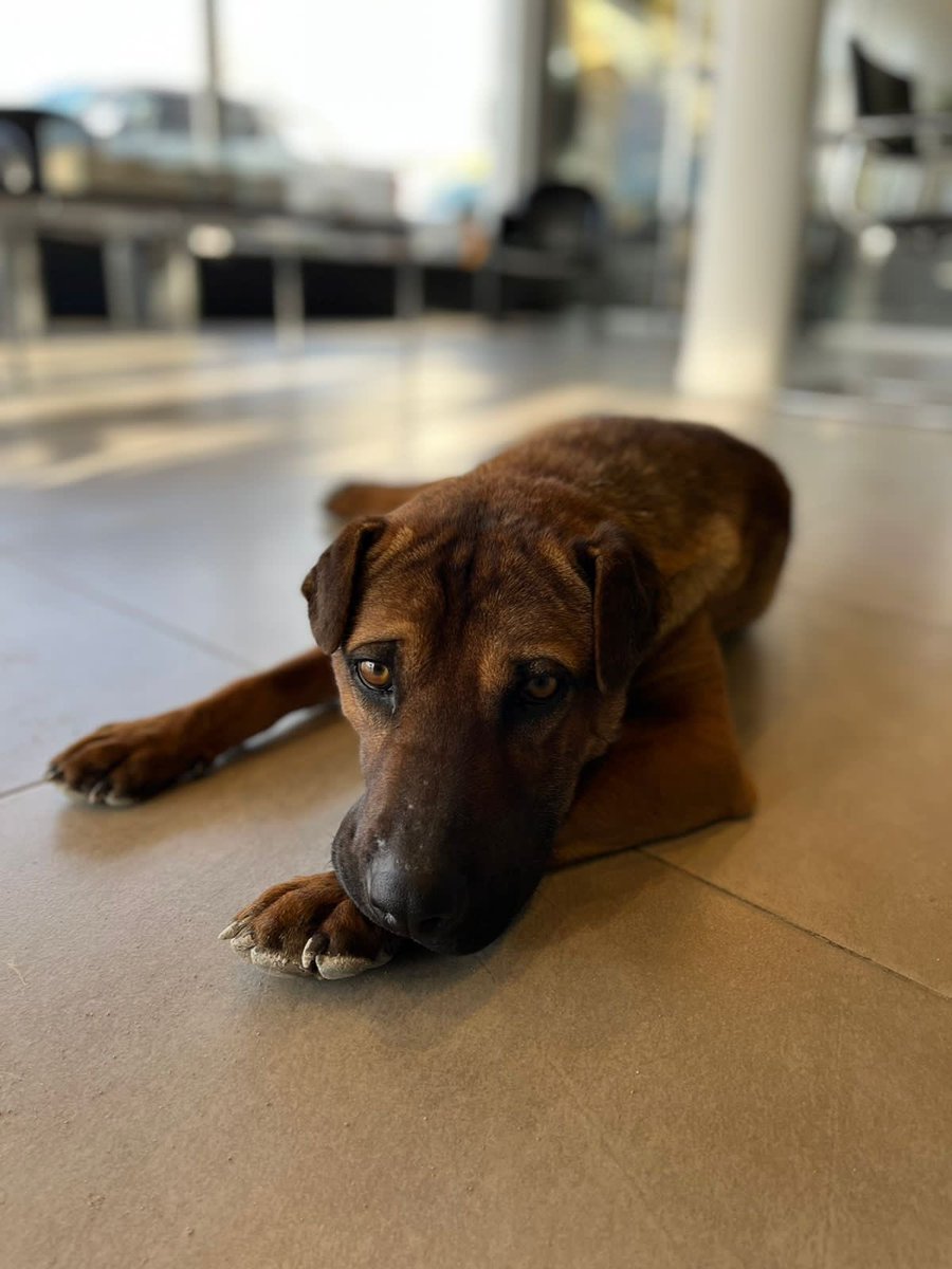 JulietaPascual1's tweet photo. Busco tránsito o adopción responsable para este bb. Súper bueno con otros animales. Es un santo.
Lo encontramos súper flaquito y merece una familia que lo quiera.
Vivo en dpto y lamentablemente no me lo puedo quedar. Tamaño mediano. Compartir xfa🙏♥️ https://t.co/UbZ4hqTZS8