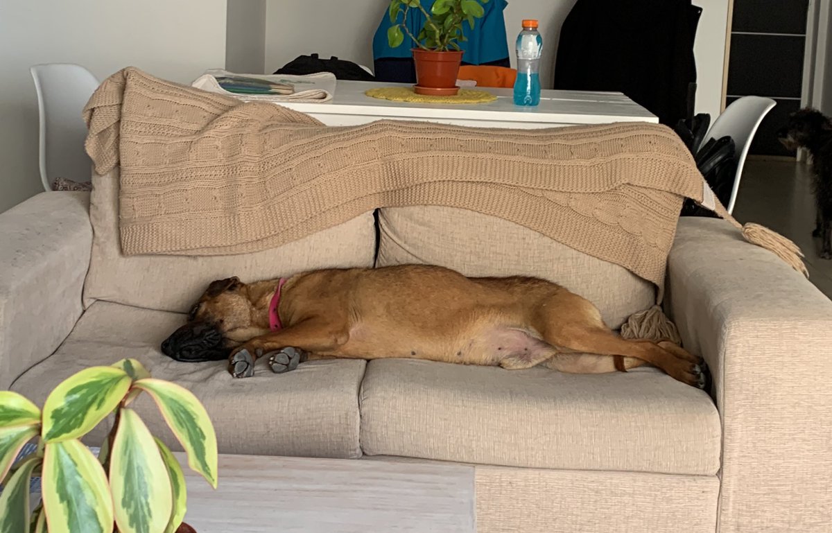 JulietaPascual1's tweet photo. Busco tránsito o adopción responsable para este bb. Súper bueno con otros animales. Es un santo.
Lo encontramos súper flaquito y merece una familia que lo quiera.
Vivo en dpto y lamentablemente no me lo puedo quedar. Tamaño mediano. Compartir xfa🙏♥️ https://t.co/UbZ4hqTZS8