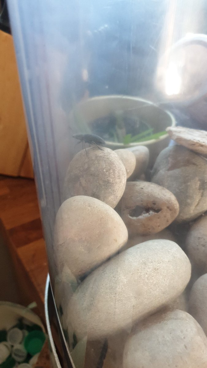 MrsLeary3's tweet photo. During Science week Year we're looking at the life cycle of Mario worms. They now have a new home and have completed their cycle becoming beetles. https://t.co/byoqvyrB7K