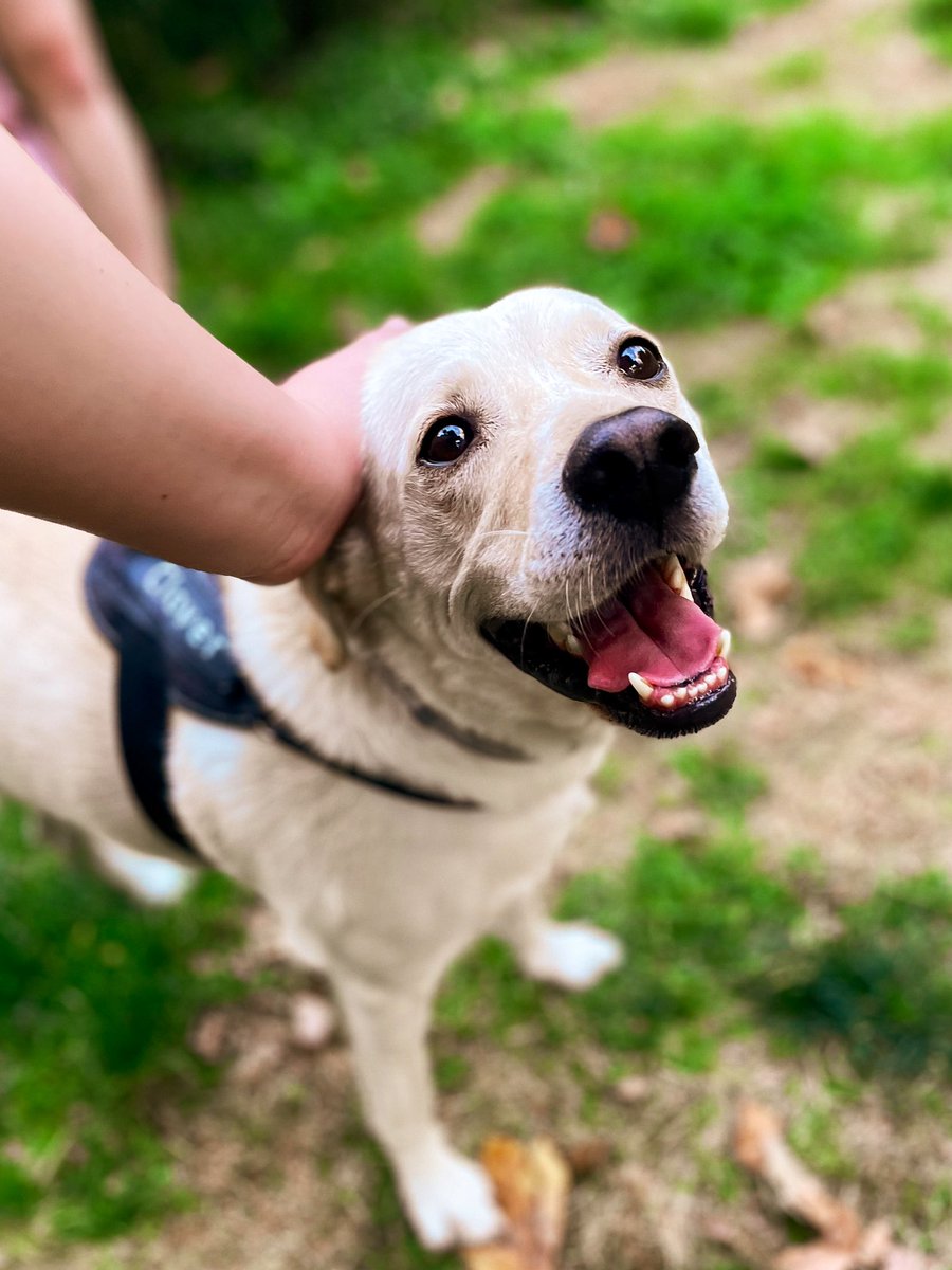 ella_m_e's tweet photo. psa: Clover’s smile brings good luck 🍀 https://t.co/Oq3YU6ouZ4