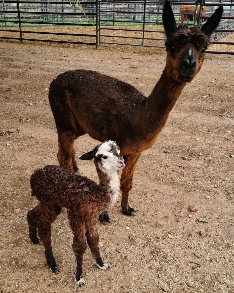 AngryAcresRanch's tweet photo. Calamity Jane had a little girl this morning. We named her Jem (as in the Holograms) because of the large star on her face. #alpaca #alpacas #cuteanimals #cute #animallovers #alpacasofinstagram #floofsofinstagram #cria #crias #alpaka #alpakas #farmlife #farmsofinstagram #fol… https://t.co/XtXmDvGots