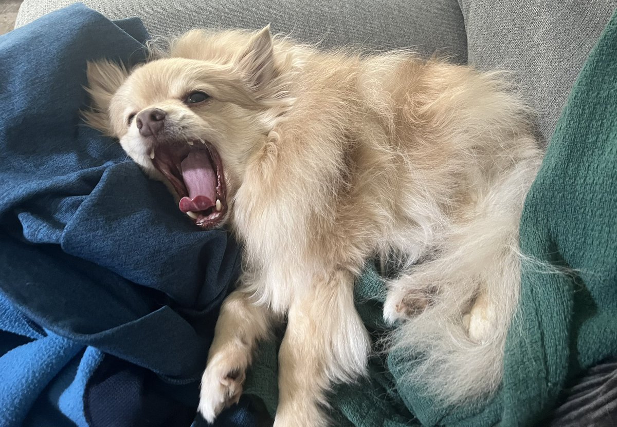 NOSA_Podcast's tweet photo. @TheUCSPod Miso, the official dog of No Stupid Answers, who barks onto the show at his discretion #podcastdogs https://t.co/MnPuOlmBwG