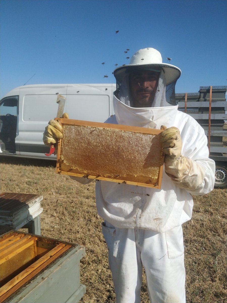 ¿Cómo cosechamos nuestra miel? 🍯

Si de forma visual, como de modo técnico, se dan los valores óptimos para BeHoney, procedemos a cosechar la miel en 4 pasos:

1. Extracción
2. Desoperculación
3. Centrifugado
4. Conservación y envasado

Conoce más aquí behoney.es