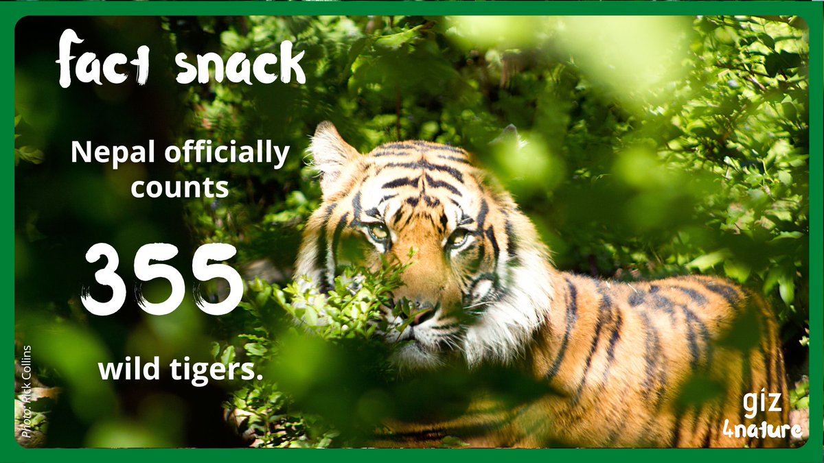 giz4nature's tweet photo. This time a #factsnack on the occasion of International #tigerday🐅 last Friday. Since 2010 the number of free-living #tigers in #Nepal has almost tripled!💪
➡️Full article:https://t.co/LkPSX2Eae6
#ThumbsUpForTigers https://t.co/Tz4LDcBv2j