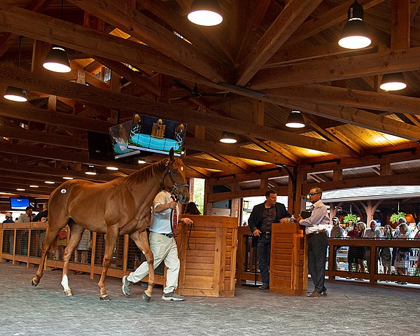 BloodHorse tweet media