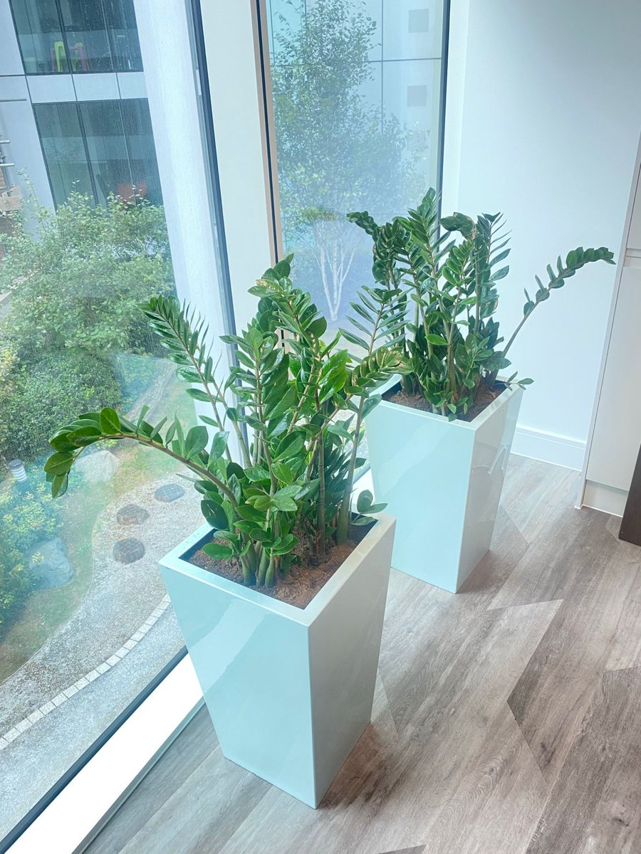 FoodmoveGV's tweet photo. We have welcomed some new members to the GV family🌿

Meet our new zamioculcas plants (zz plant)
and boxwood topiary balls that we’ve brought into to our head office, supplied by @acacia_uk 

#indoorplants #fengshui #officedecor https://t.co/aAT1mPD43Z