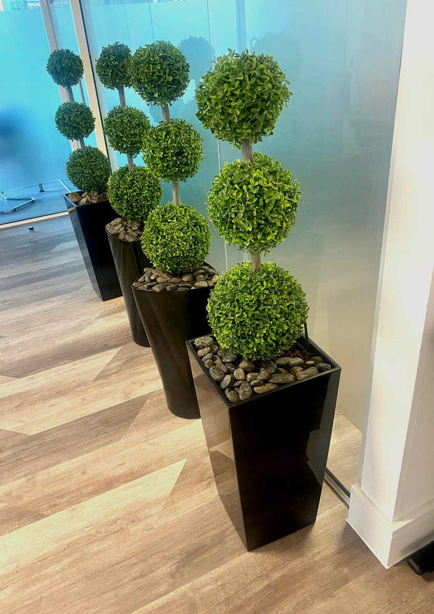 FoodmoveGV's tweet photo. We have welcomed some new members to the GV family🌿

Meet our new zamioculcas plants (zz plant)
and boxwood topiary balls that we’ve brought into to our head office, supplied by @acacia_uk 

#indoorplants #fengshui #officedecor https://t.co/aAT1mPD43Z