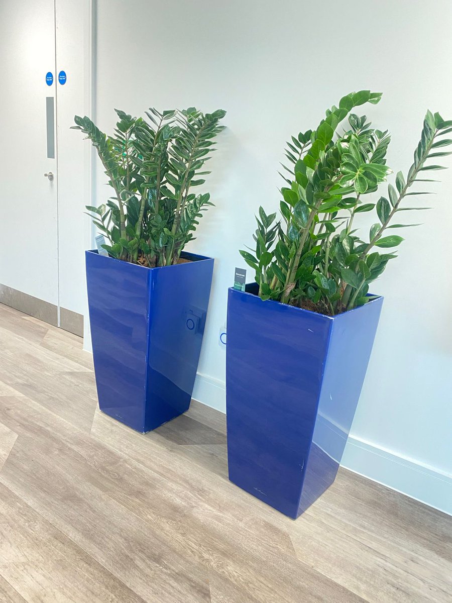We have welcomed some new members to the GV family🌿

Meet our new zamioculcas plants (zz plant)
and boxwood topiary balls that we’ve brought into to our head office, supplied by <a href="/acacia_uk/">Acacia Landscapes</a> 

#indoorplants #fengshui #officedecor