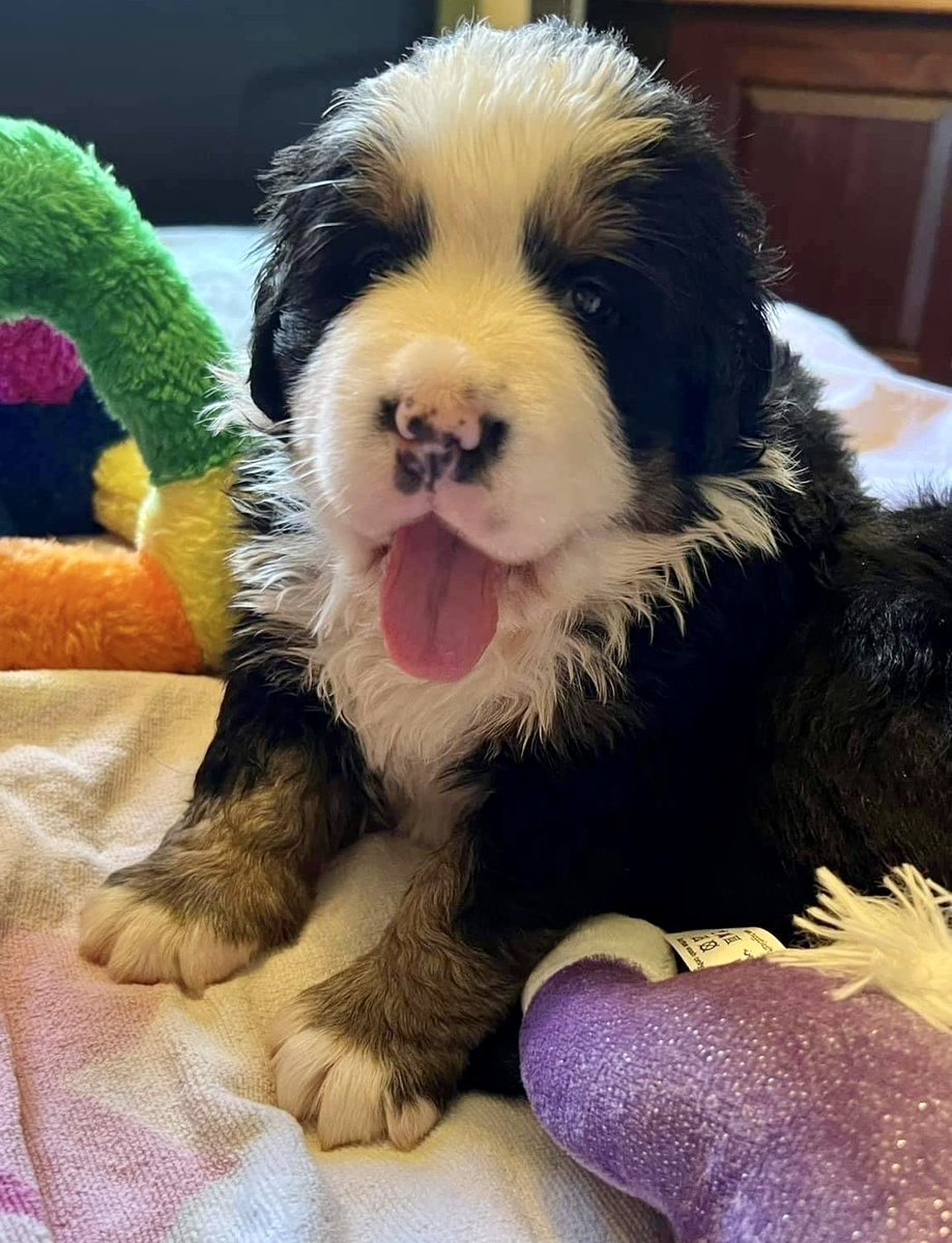 pasturegreen_'s tweet photo. Our lovely Valerie (Pasturegreen Sweet Dreams) - nearly 4 weeks - Violet x Brian Daughter #bernesemountaindog #bernesepuppy #pasturegreenbernese #pasturegreen #puppylove #love https://t.co/vnH7RIGifB