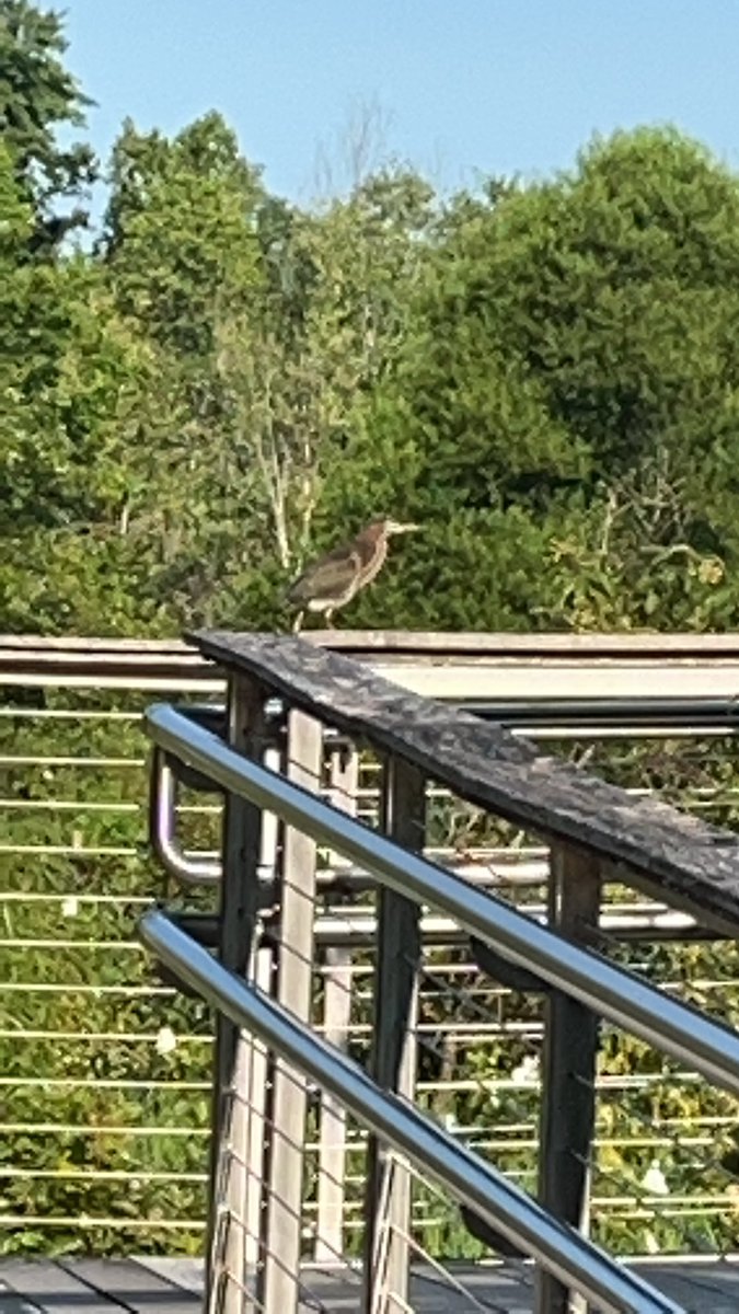 This Fin Friend went in search of turtles at the boardwalk. Mission accomplished…with some bonus finds of a green heron, snakehead fish, blue heron, and lots of birds and bugs!
