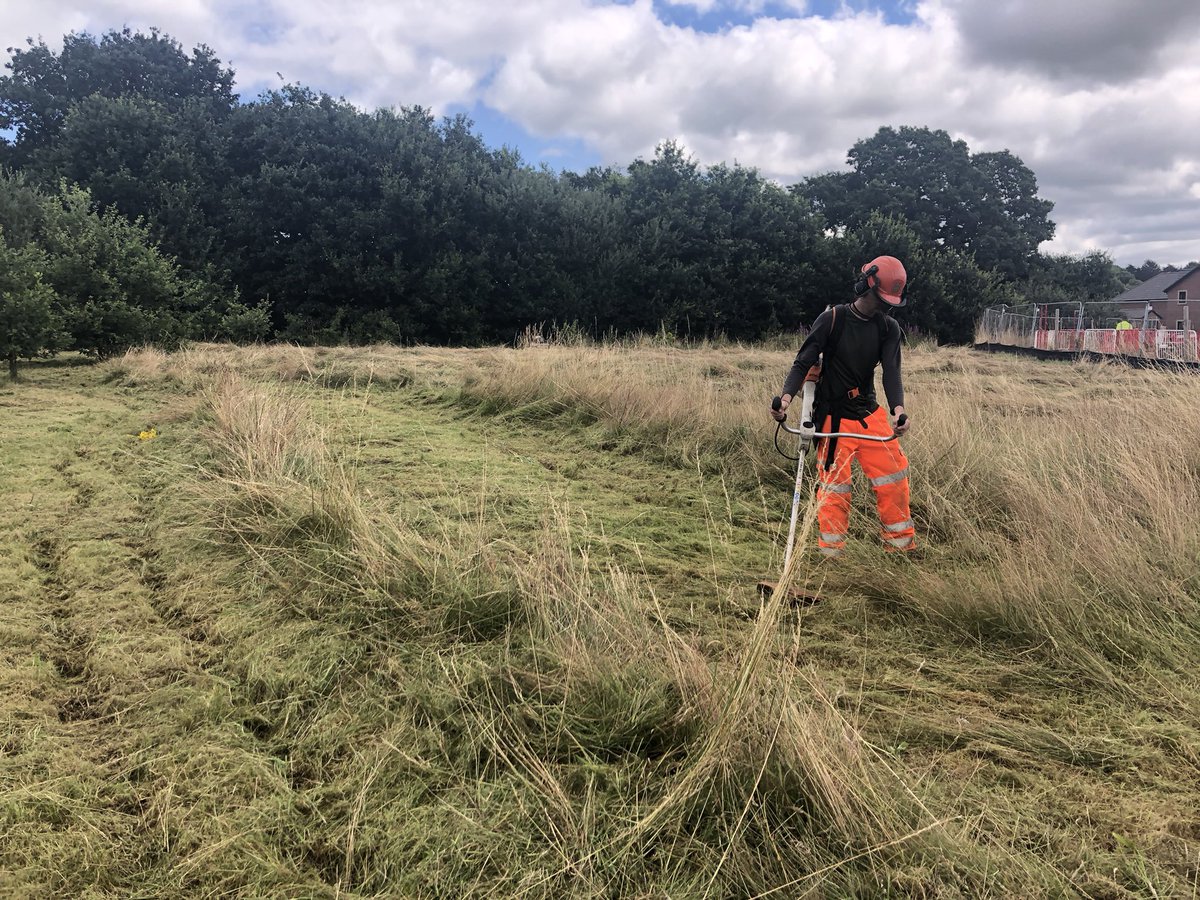 ContractEcology's tweet photo. Traditional meadow cutting in the modern age uses a brushcutter instead of a scythe. But both have a metal blade and require the same slicing shearing action. https://t.co/HflgBRvEJH