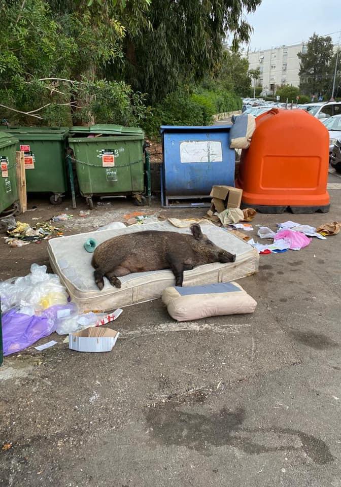 Furyoz_'s tweet photo. C'est un truc de fou quand on repense qu'il y'a eu un sanglier qui a dormi sur un matelas à Aubervilliers mdrr https://t.co/Z7pL1pNRqy