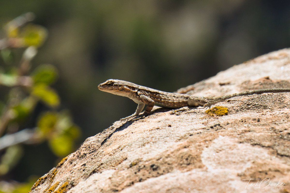 techchucker's tweet photo. These tiny lizards are so fast it makes it tough to catch them in a photo. 
#photography #nature #wildlife #wildlifephotography  #animals #coloradonationalmonument #landscapephotography #colorado #hiking #landscape #naturephotography #picoftheday #photooftheday #rockymountains https://t.co/if49FEFwq1