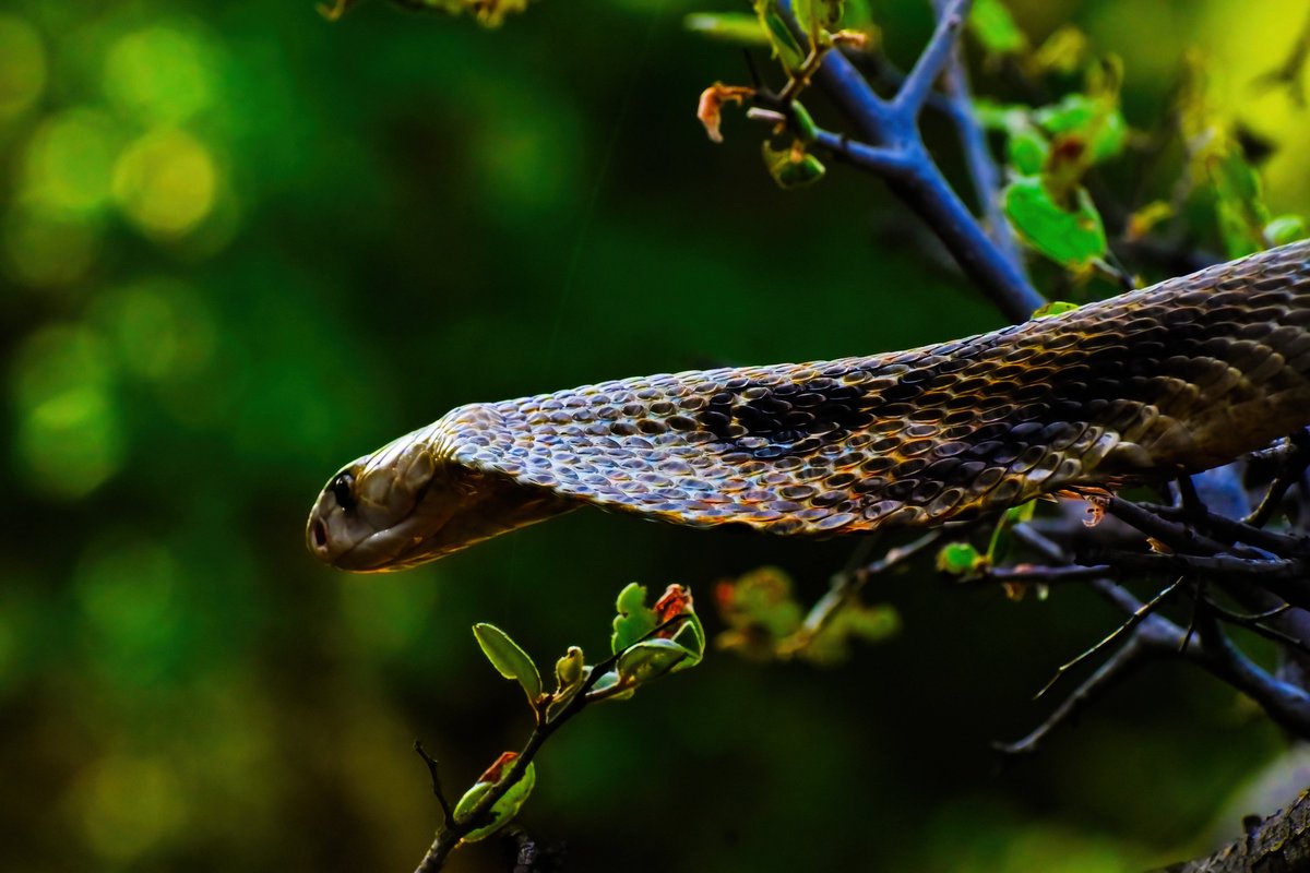 A Wise Man got Sacred Place at Nallamala!

#Cobra @pargaien @UKNikon #indiaves @Natures_Voice #ThePhotoHour @NikonIndia #BBCWildlifePOTD #TwitterNatureCommunity @natgeowild @NatGeoIndia #Snakes #BBC #biodiversity #wildlifephotography #animalplanet #indiancobra @NatGeoYourShot