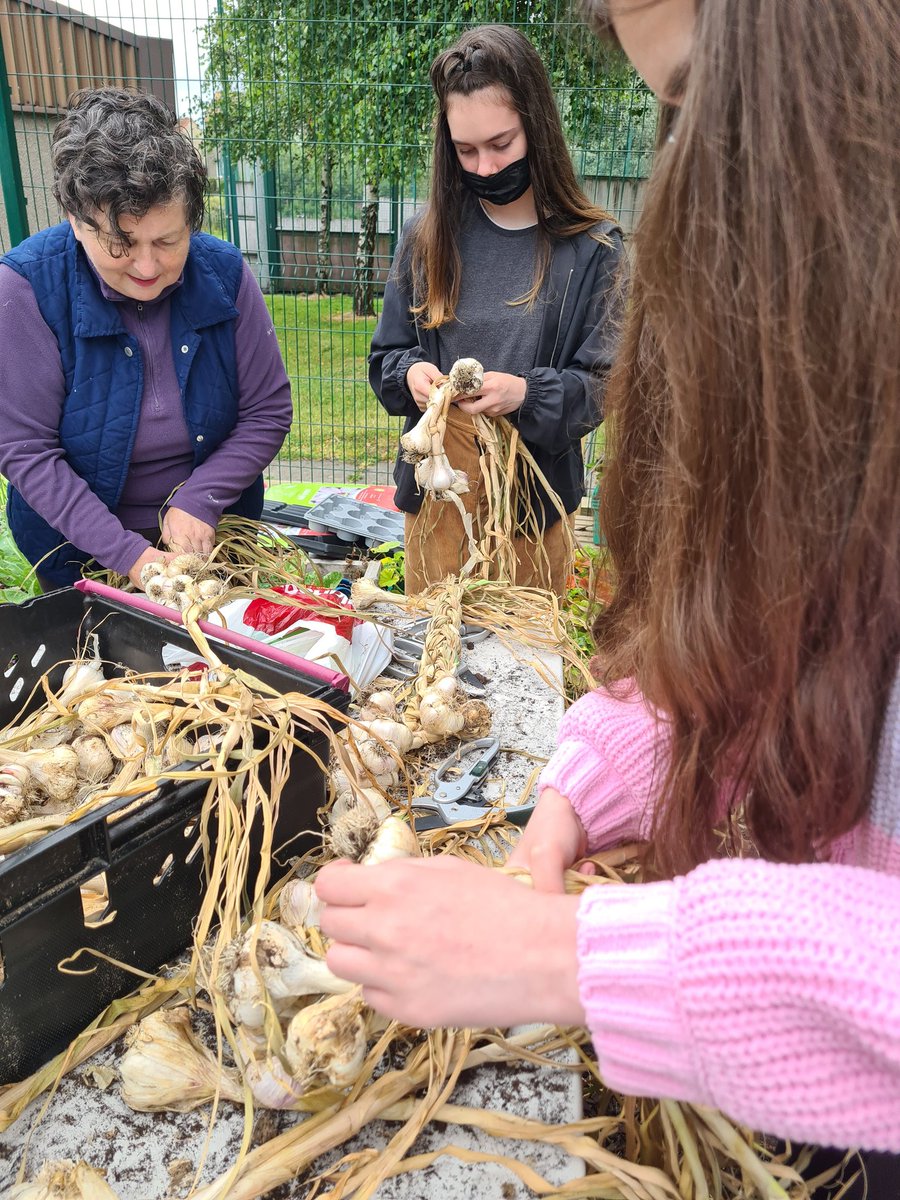 astragardens's tweet photo. Today our garden club harvested our huge red cabbage then had a go at braiding garlic. One week left for our families in what's been a very quick summer! I'm off to chop up the cabbage and freeze it for pH indicator @ardacadchem @NAC_FLT @ArdAcademy @caleygrowlearn @RHSSchools https://t.co/I4Llg6eZ3U