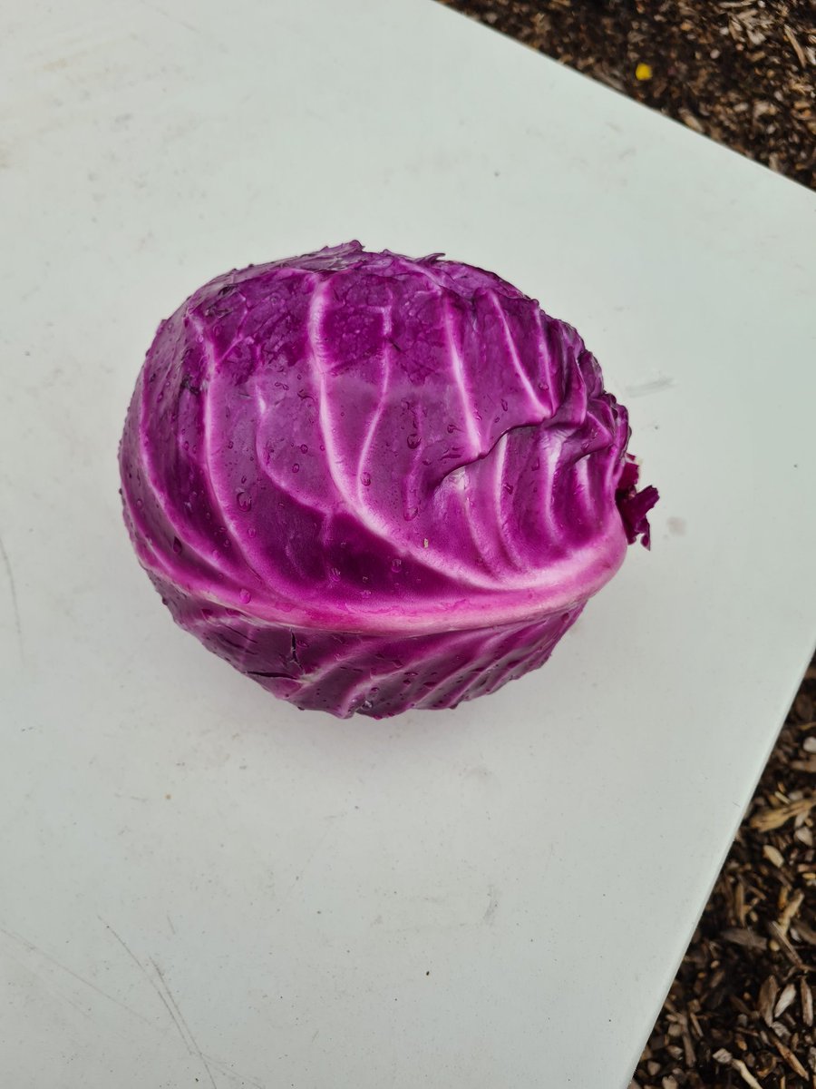 astragardens's tweet photo. Today our garden club harvested our huge red cabbage then had a go at braiding garlic. One week left for our families in what's been a very quick summer! I'm off to chop up the cabbage and freeze it for pH indicator @ardacadchem @NAC_FLT @ArdAcademy @caleygrowlearn @RHSSchools https://t.co/I4Llg6eZ3U