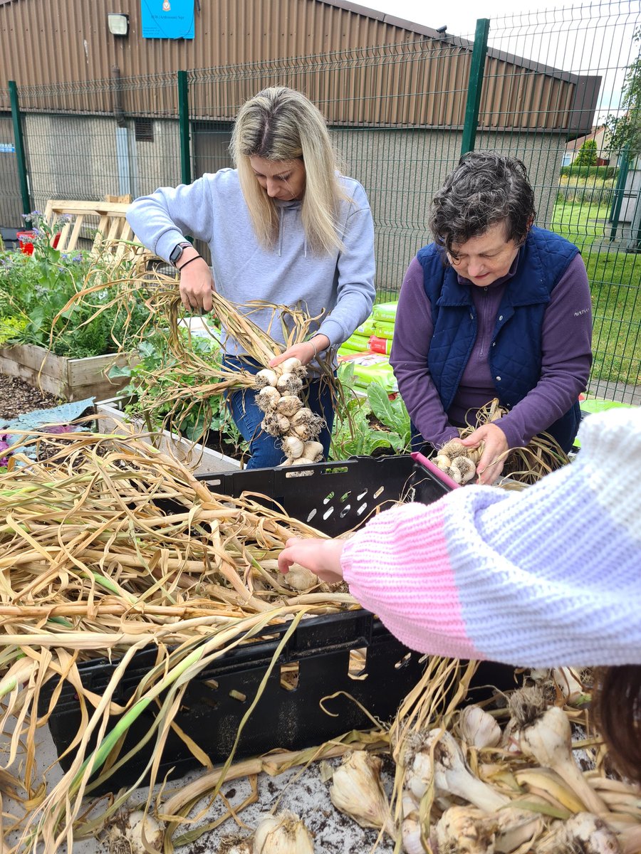 Ardrossan Academy Horticulture (@astragardens) on Twitter photo Today our garden club harvested our huge red cabbage then had a go at braiding garlic. One week left for our families in what's been a very quick summer! I'm off to chop up the cabbage and freeze it for pH indicator @ardacadchem @NAC_FLT <a href="/ArdAcademy/">Ardrossan Academy</a> <a href="/caleygrowlearn/">Grow & Learn Awards</a> @RHSSchools Today our garden club harvested our huge red cabbage then had a go at braiding garlic. One week left for our families in what's been a very quick summer! I'm off to chop up the cabbage and freeze it for pH indicator @ardacadchem @NAC_FLT <a href="/ArdAcademy/">Ardrossan Academy</a> <a href="/caleygrowlearn/">Grow & Learn Awards</a> @RHSSchools