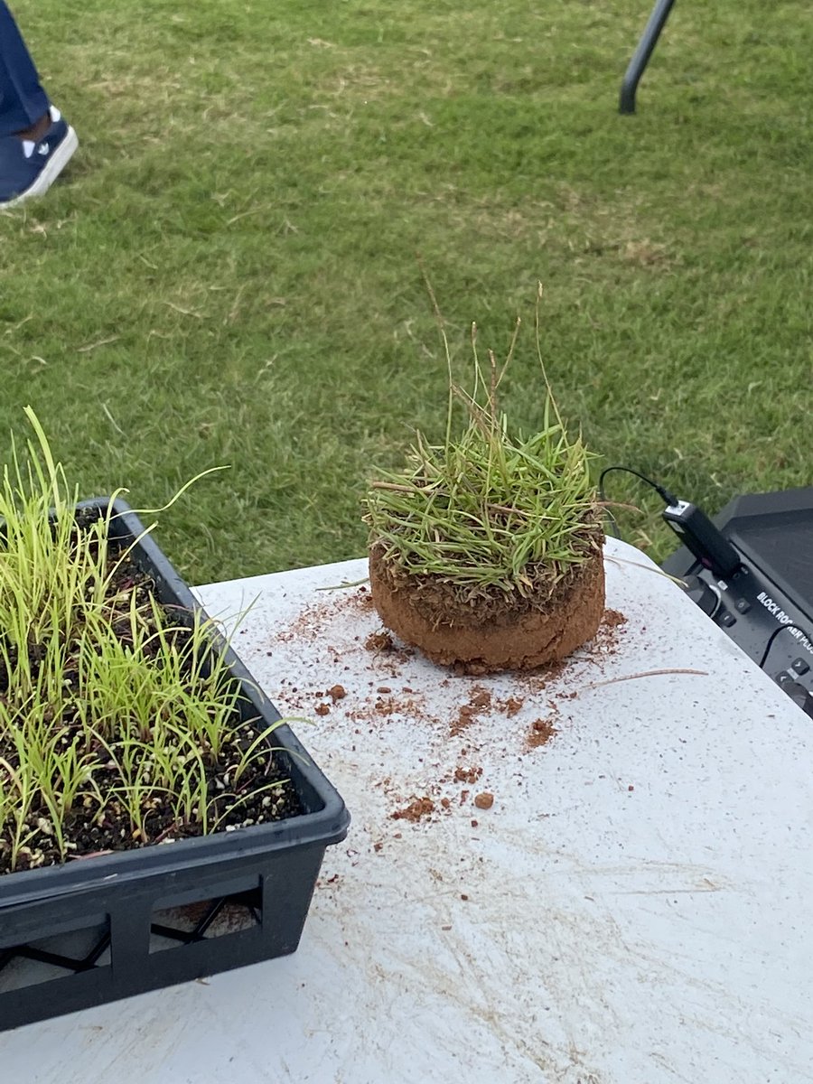 GeorgiaTurf's tweet image. It is advised not to spray insecticides once the spikelets start sprouting to help conserve the bee population. It can be done right after mowing as spikelets do not form@until 8-10 days after mowing. #UGATurfFD22
