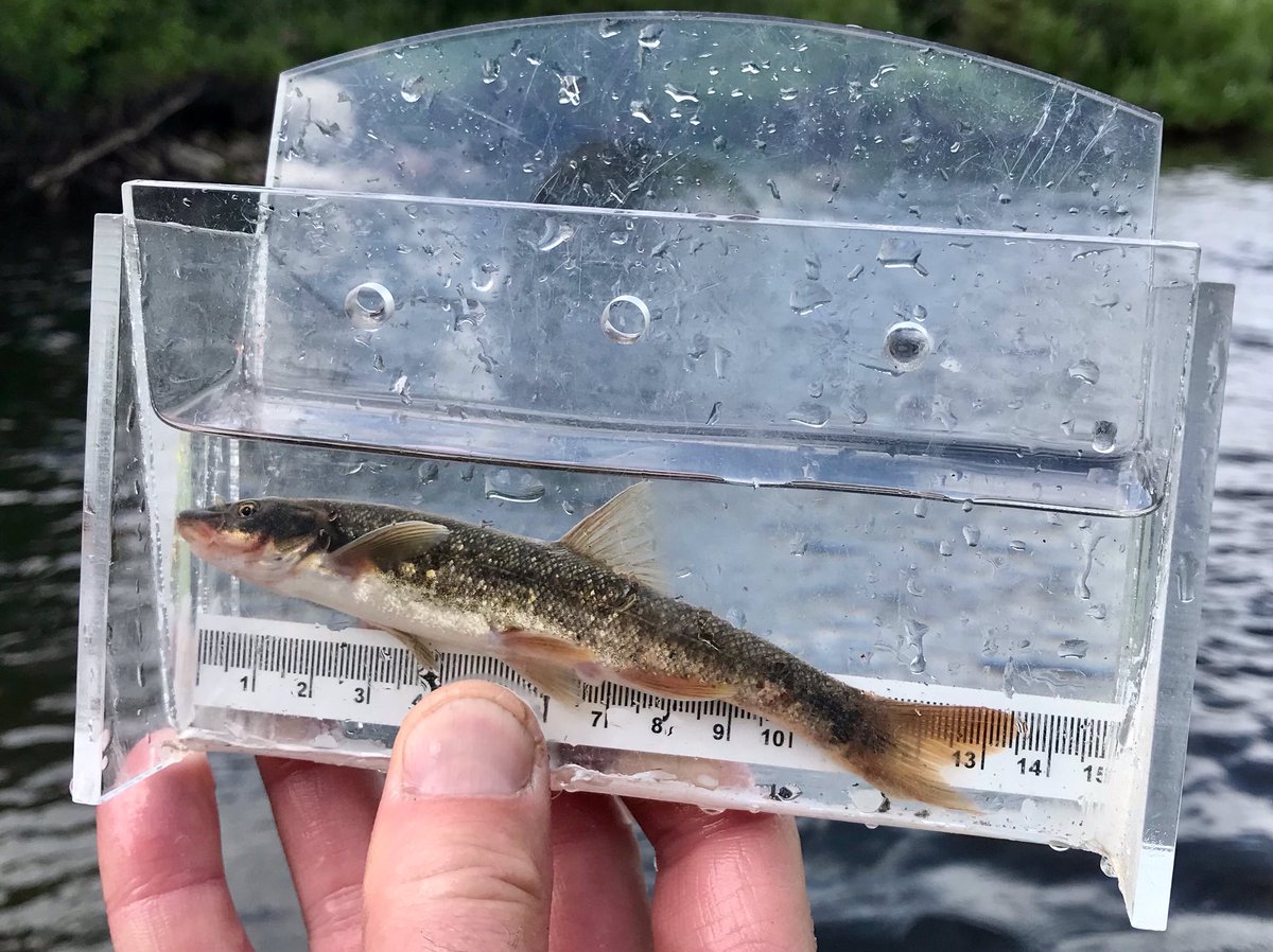 Why the long dace? Heck of a longnose dace from sampling a few weeks back

#longnosedace #fisheries #montana #montanafisheries #fisheriesscience #dace #fishbiology