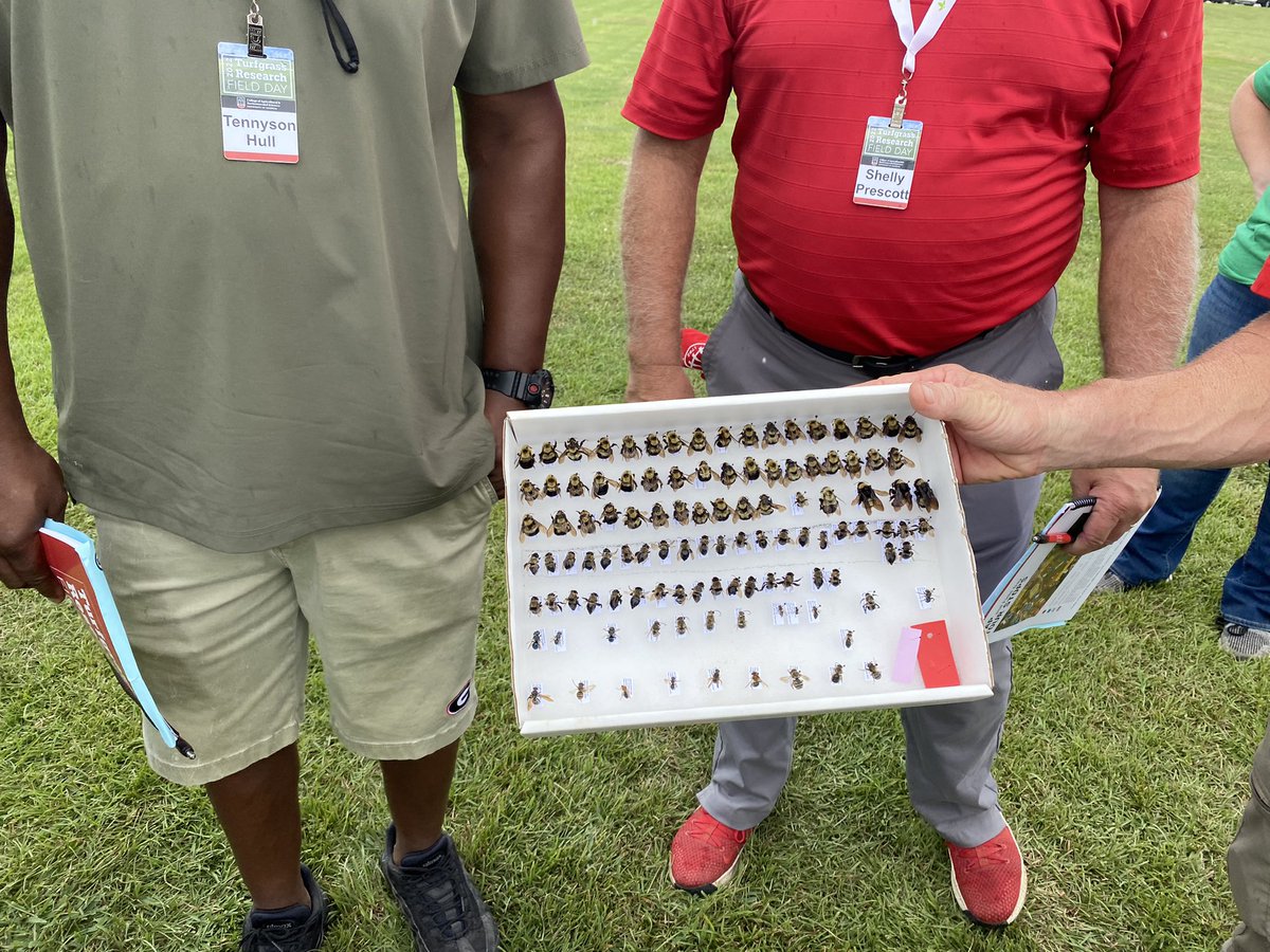 GeorgiaTurf's tweet image. Honeybees will also come Centipeed grass spikelets. The spikelets also just produce pollen not nectar. #UGATurf22