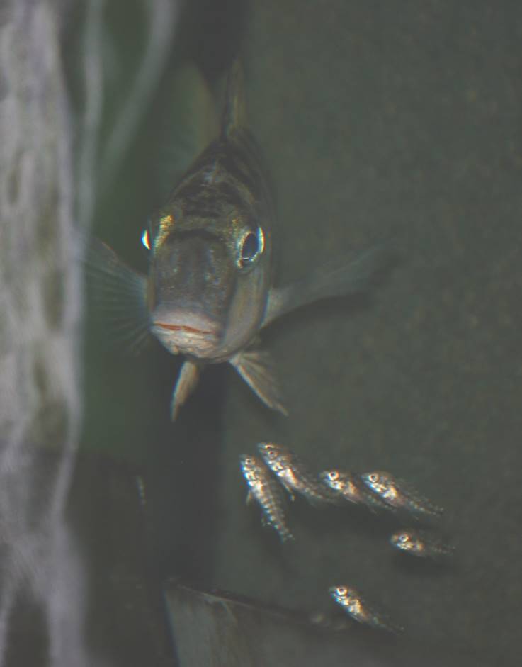 AndyDHigginson's tweet photo. Postdoc opportunity in #theoreticalecology  #behaviouralecology. @snsf_ch grant led by Barbara Taborsky on mechanisms of #cooperation &amp; division of labour. Develop new theory with Tim Fawcett &amp; me inspired by cichlids.  Pls RT @StuWest8 @drandygardner @WaspWoman @nicholaraihani https://t.co/LaA1IuTK10