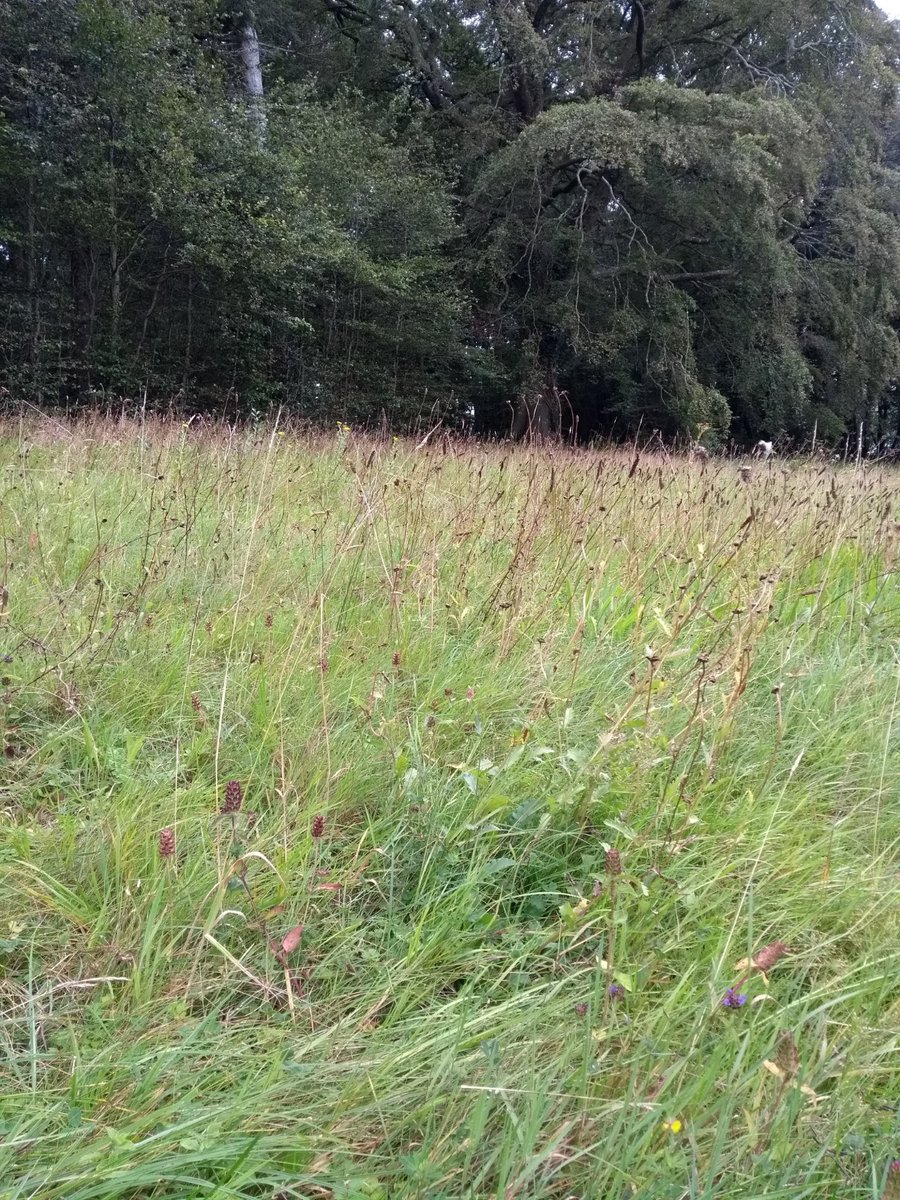 PollinatorPlan's tweet photo. If you have a wildflower area, it might start to look a bit tired at this time of year. This is a normal and important part of its cycle. 
The flowers will soon drop their seeds and even more will grow next year, so hold off on the mowing. 

August's seeds feed next years bees! https://t.co/UItbMOEL2L