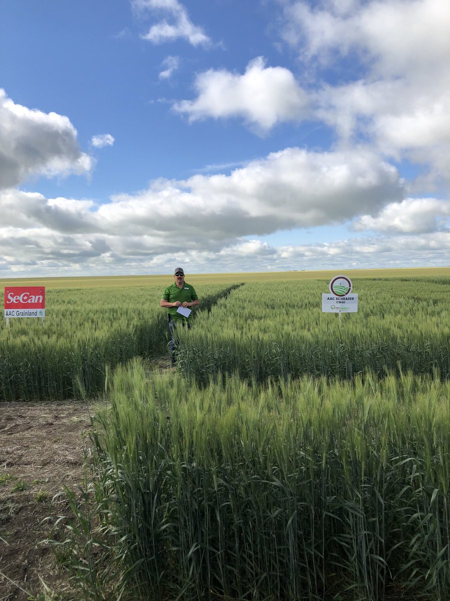 CordonGeisam's tweet photo. ⁦@aggrowconsult⁩ Pense plot tour talking on #AACSchrader  “I” rate #FHB  #CWAD. And #AACHockley and #AACHodgeVB #CWRS. ⁦@FPGenetics⁩ https://t.co/wQXo8u7WQE