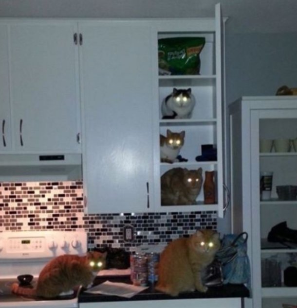 animals going goblin mode (@mischiefanimals) on Twitter photo 