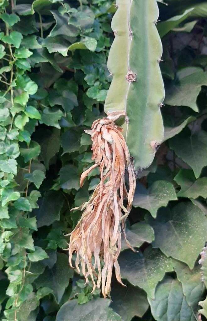 Suculentascom's tweet photo. Hylocereus undatus. Nada dura para siempre y menos las flores. https://t.co/GLONglXV4I