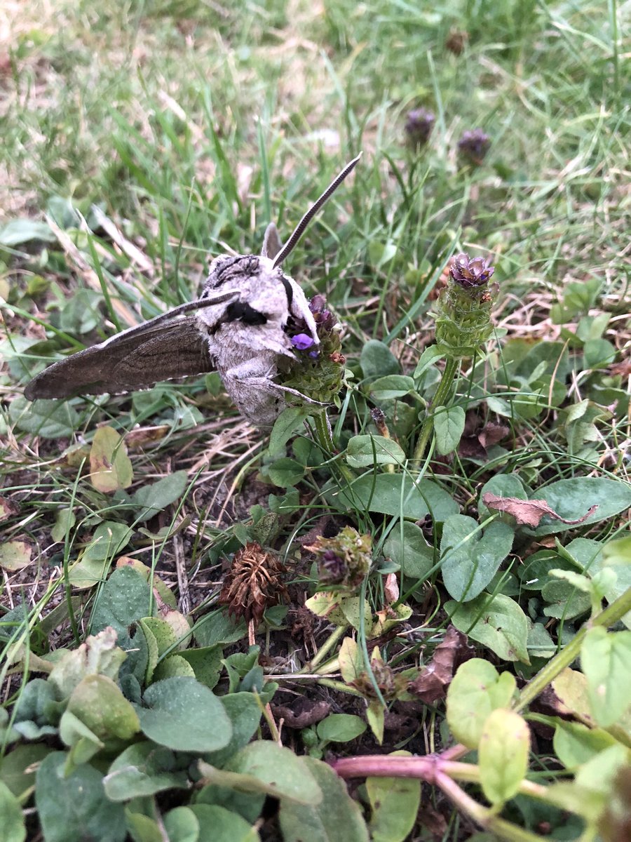 #schwärmer #schmetterling #falter #overath Heute im Garten vor einer Amsel gerettet😊 Wer ist der hübsche Kerl? <a href="/moitzfeld/">Moitzfeld Habitat</a>