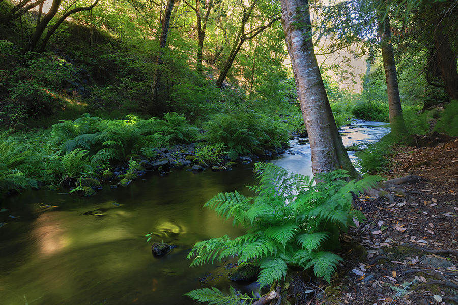ampomata's tweet photo. "Just Calming My Mind". Check out this precious photo by @LaurieSearch here: https://t.co/n6uwonc5WB #art #photo #contemporaryart #ArtistOnTwitter #nature #outdoors #landscape #samuelptaylor #statepark #lagunitas #california #parks https://t.co/oRe3w4wamq