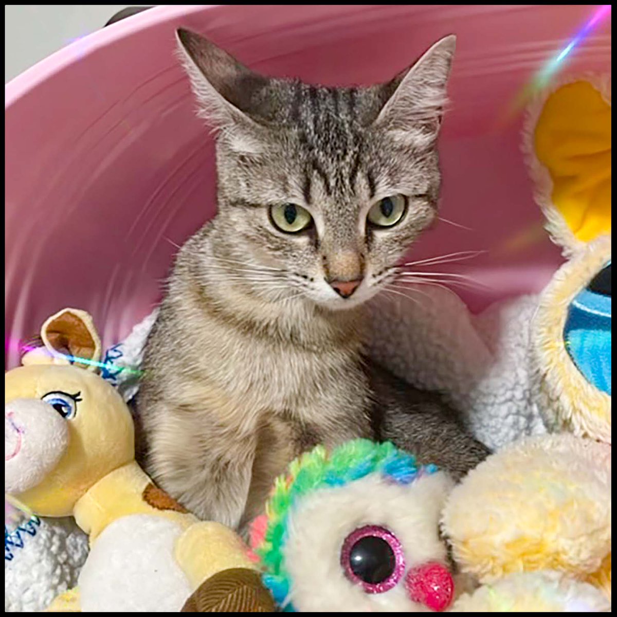 AACatsRescue's tweet image. Help us find a loving home for these FIV+ cats Cloud &amp;amp; Cher by sharing with your friends &amp;amp; family to increase their exposure to potential adopters.  If interested in adopting, click the link in our bio &amp;amp; fill out an application.
#fivcat #FIVCatsClub