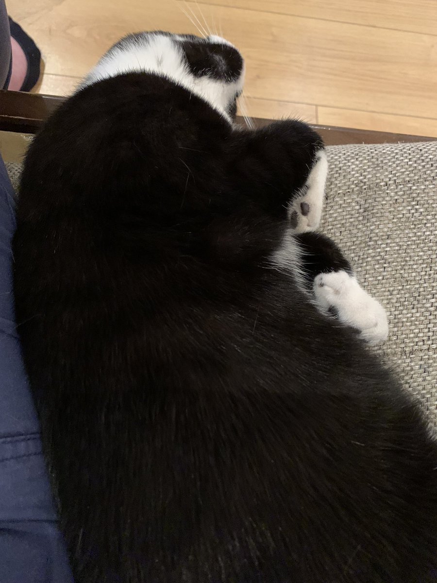 RachelJWillie's tweet photo. @bkadams #TheRightCat is currently snuggled up next to me, in the most uncomfortable position. 😅 https://t.co/zrVZE4sUlj