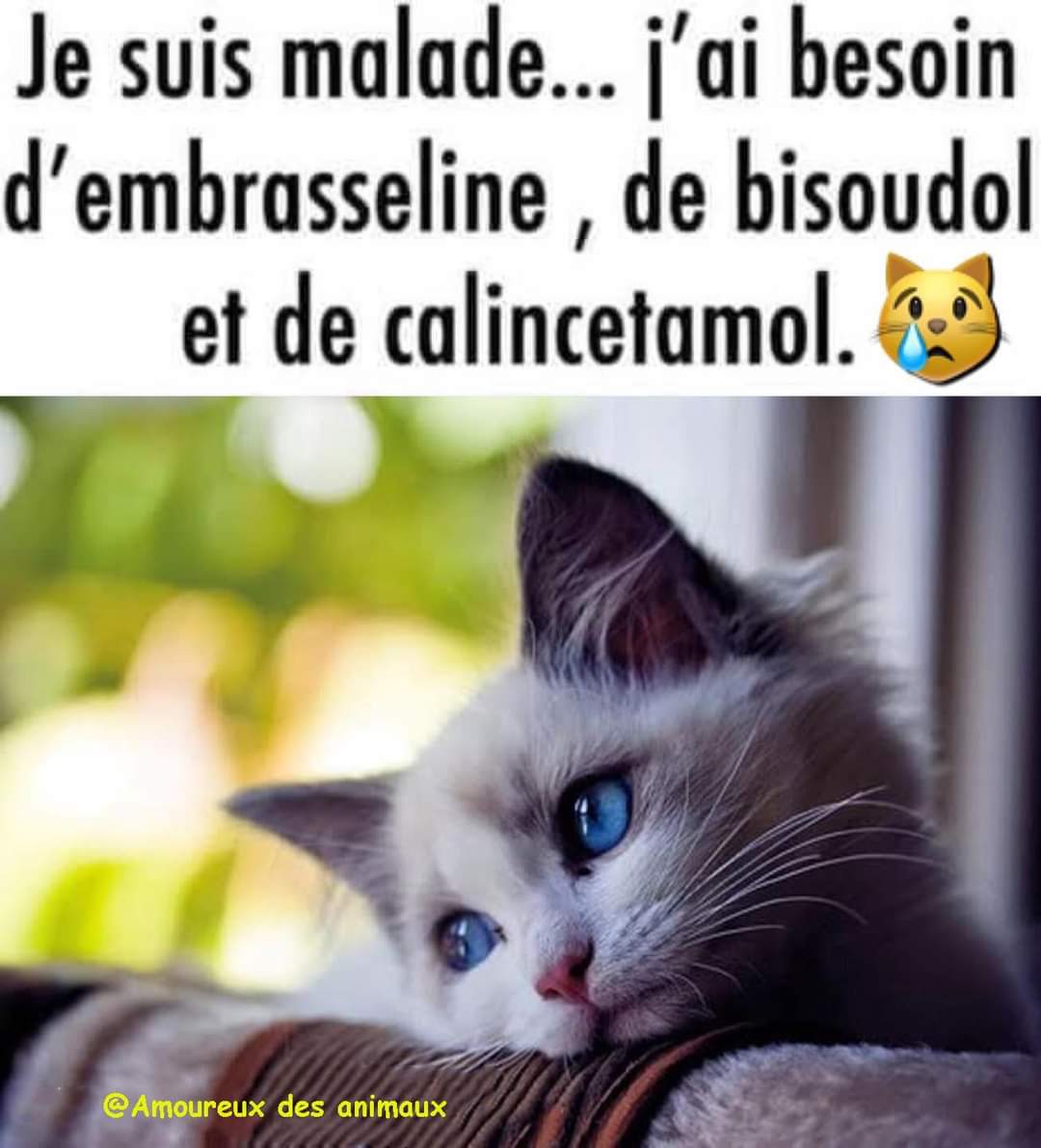 Animal Passion Je Suis Malade J Ai Besoin D Embrasseline De Bisoudol Et De Calincetamol T Co J7ezpakv7g Twitter Animal Passion Je Suis Malade J Ai Besoin D Embrasseline De Bisoudol Et De Calincetamol T Co J7ezpakv7g Twitter