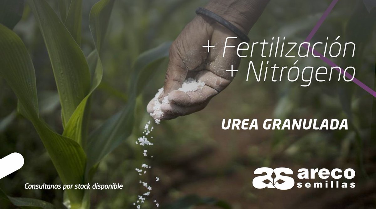 ArecoSemilllas's tweet photo. #Urea es el #fertilizante más popular principalmente porque genera el mayor aporte de #Nitrógeno a las plantas, un nutriente esencial involucrado en el proceso de fotosíntesis y de las proteínas y vitaminas del cultivo
Consultanos por stock de urea granulada ‍🙋‍♂️ https://t.co/QAyT8SpU4I