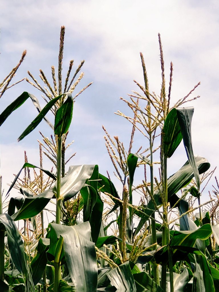 スーパーやさいマン ８ ４の誕生花 トウモロコシ 玉蜀黍 イネ科の夏野菜 真っ直ぐに伸びる太い茎と大きく広がる葉の先端に咲くススキの穂に似た雄花が特徴 数多く詰まった小さな黄金色の実に因む花言葉は 財宝 T Co Eqqcu3k6ob Twitter