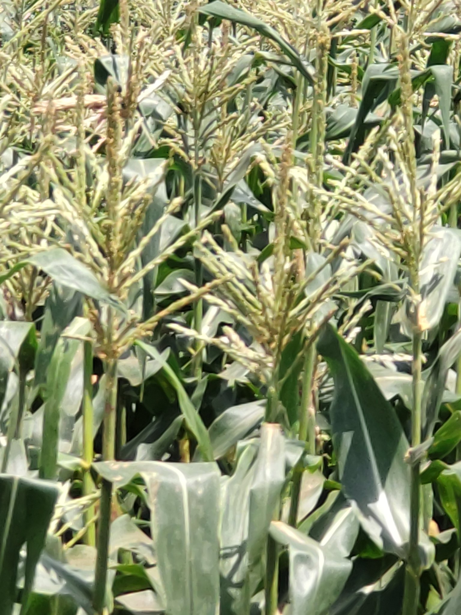 スーパーやさいマン ８ ４の誕生花 トウモロコシ 玉蜀黍 イネ科の夏野菜 真っ直ぐに伸びる太い茎と大きく広がる葉の先端に咲くススキの穂に似た雄花が特徴 数多く詰まった小さな黄金色の実に因む花言葉は 財宝 T Co Eqqcu3k6ob Twitter