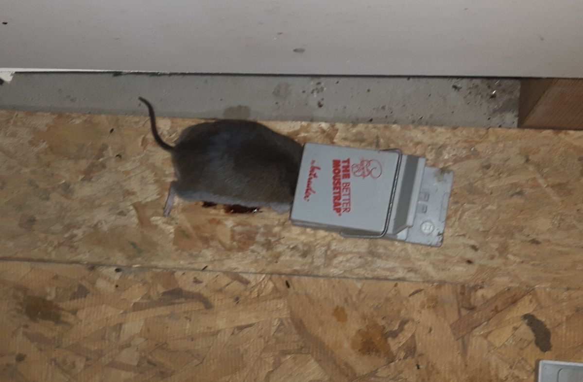 bobzillagwn's tweet photo. @Grubsweatcheers My mouse is bigger 😳
#Mousezilla https://t.co/nK4obeuA0W