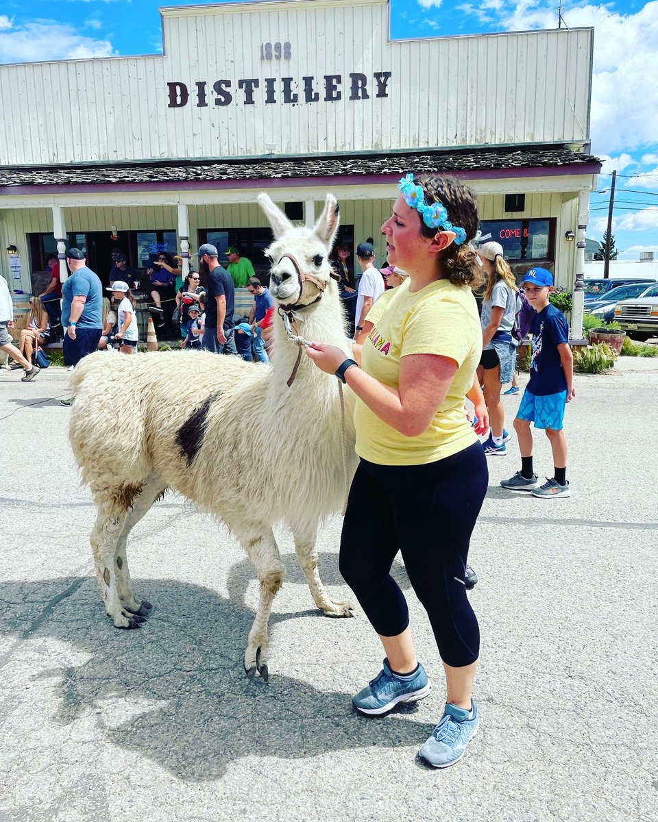 roxicopland's tweet photo. A few more pictures from last weekend’s Llama Rama in Fairplay, Colorado. Because it was fabulous. #burrodays #llamarama #fairplaycolorado https://t.co/k0oMTEaYxd