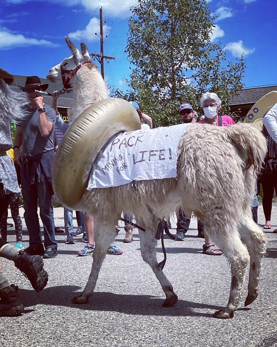 roxicopland's tweet photo. A few more pictures from last weekend’s Llama Rama in Fairplay, Colorado. Because it was fabulous. #burrodays #llamarama #fairplaycolorado https://t.co/k0oMTEaYxd