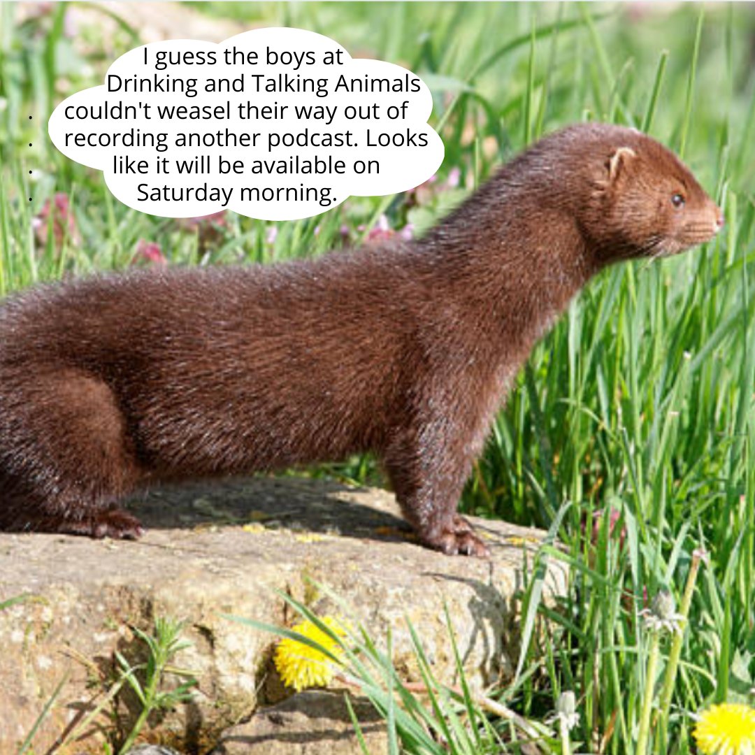 Drinking and Talking Animals tweet media