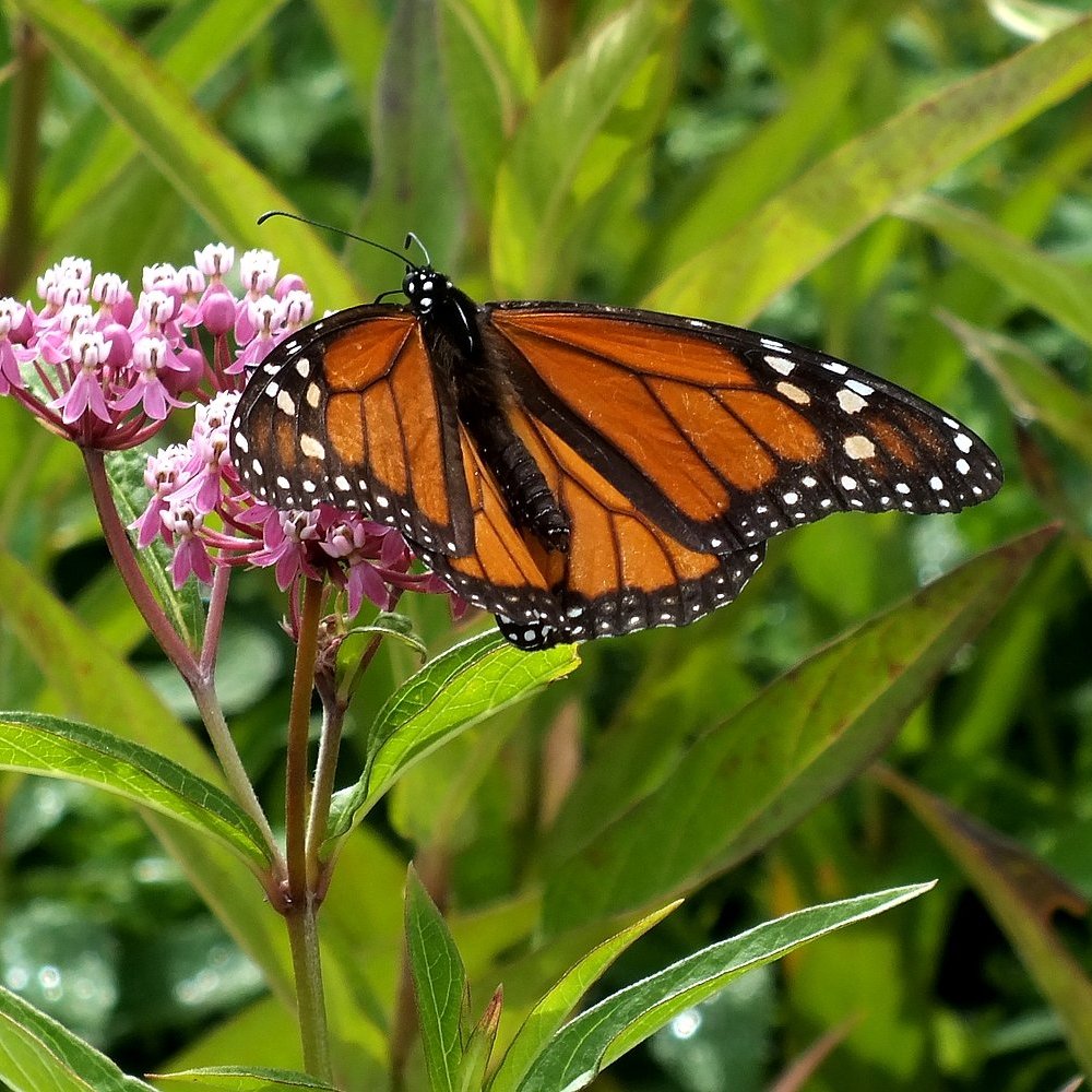 friendsTBcon's tweet photo. A happy #Monarch caterpillar recently spotted in one of the gardens at the Centennial Botanical Conservatory. Their horticultural staff have propagated and planted #Pollinators Gardens across #ThunderBay.
#TBay #CleanGreenAndBeautiful #GreenSpace #YearOfTheGarden #biodiversity https://t.co/i9pfuwYgzw