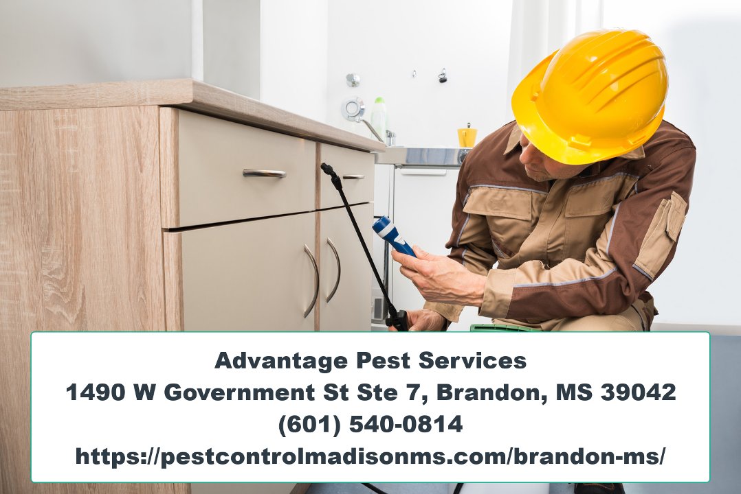Pest Control Brandon MS / Twitter