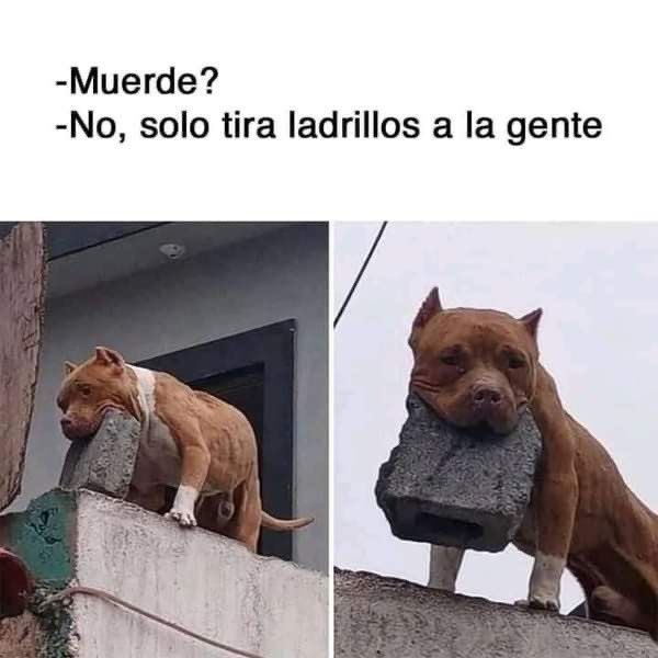 Perritos que curan tu depresión 🐶 (@perritos_qctd) on Twitter photo 