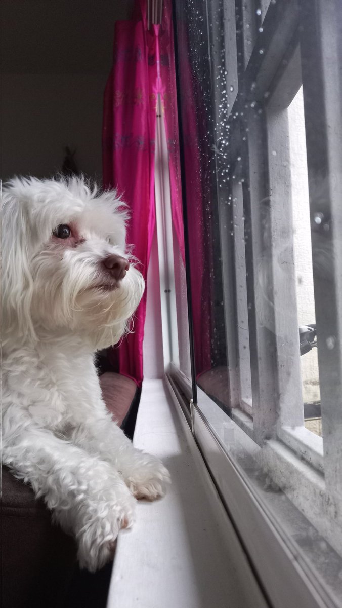 Yesterday there was a tropical storm where I live, and my dog was analyzing that we were probably going to die 😂