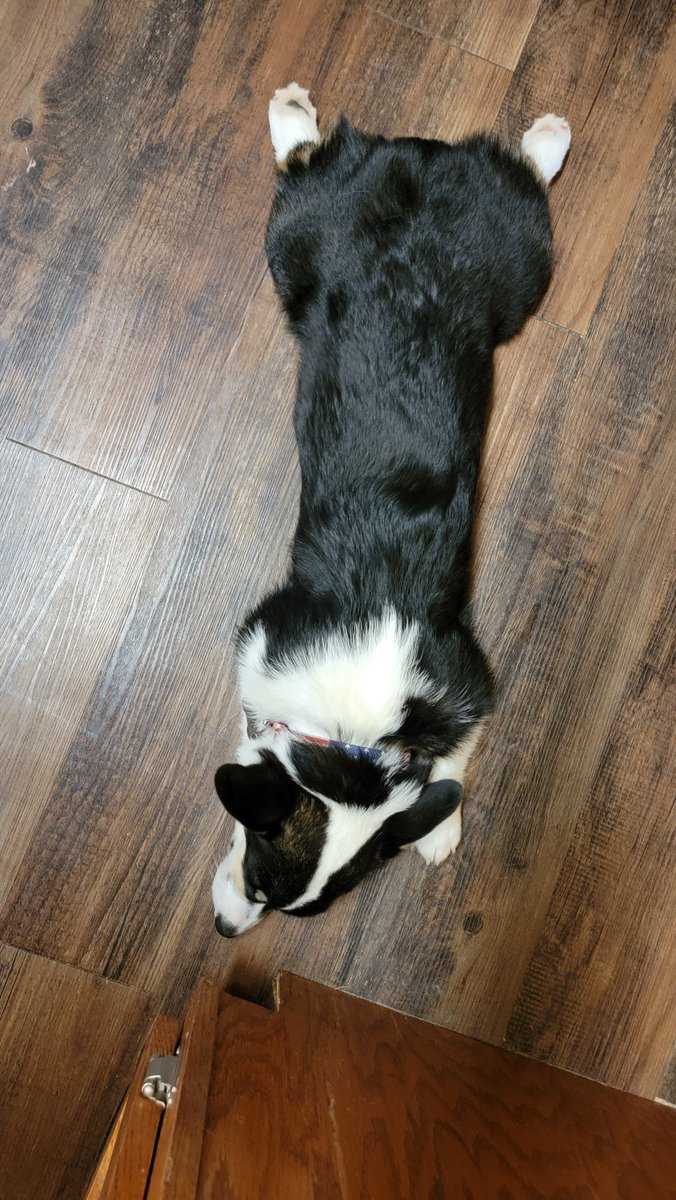 AJCaiola's tweet photo. @Moonstruckcorgi Traditional sploot or butterfly? She can't decide. https://t.co/1zzLu4wf6q