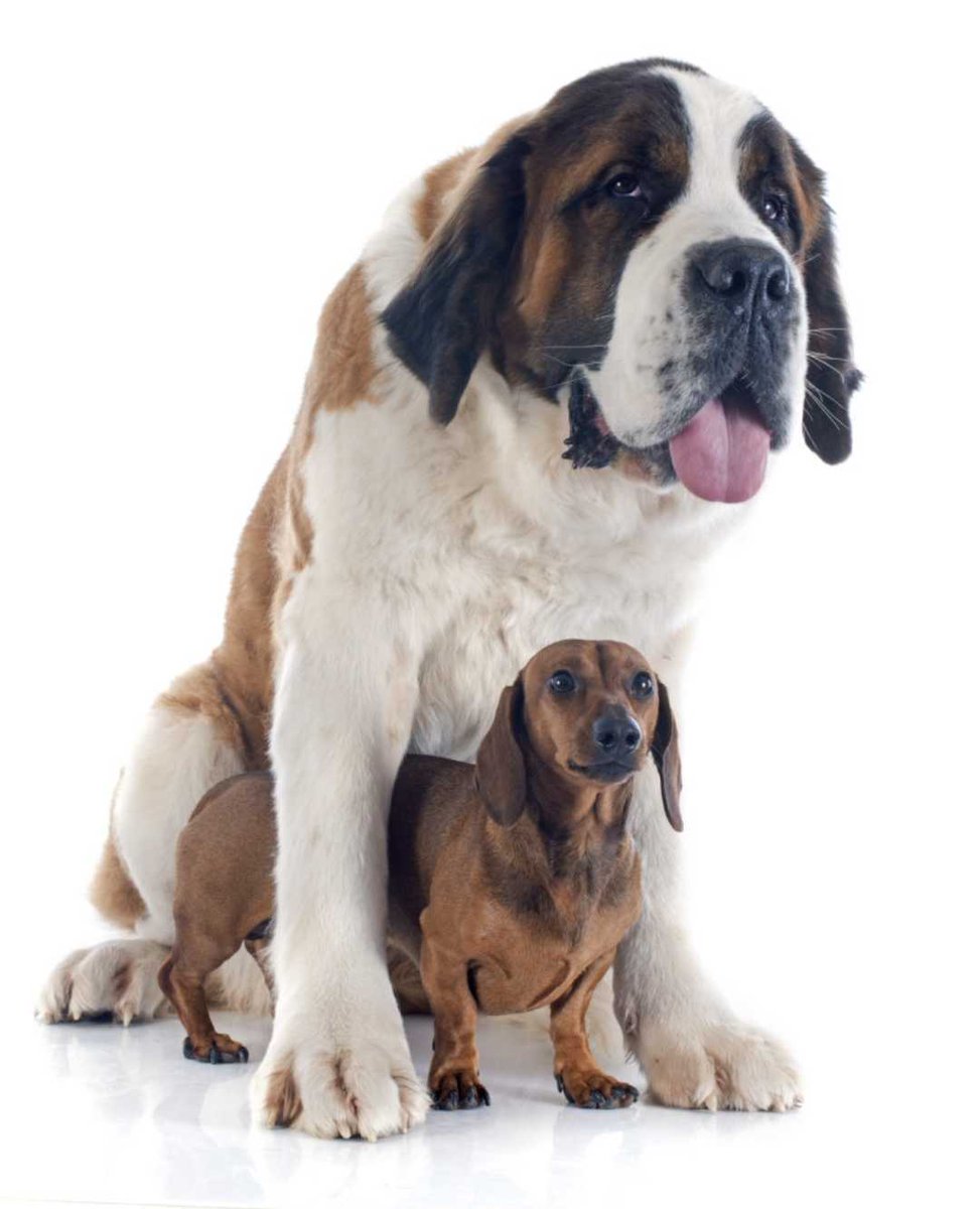 platramos's tweet photo. Size differences in dogs = cute
Size differences in brands = annoying
Fellas, use our size calculator so you know your size in many brands and never get annoyed again!
https://t.co/6rui22CU57
#WhatsYourSize #PerfectFit #SizeDoesMatter https://t.co/oZp1tXJbpc