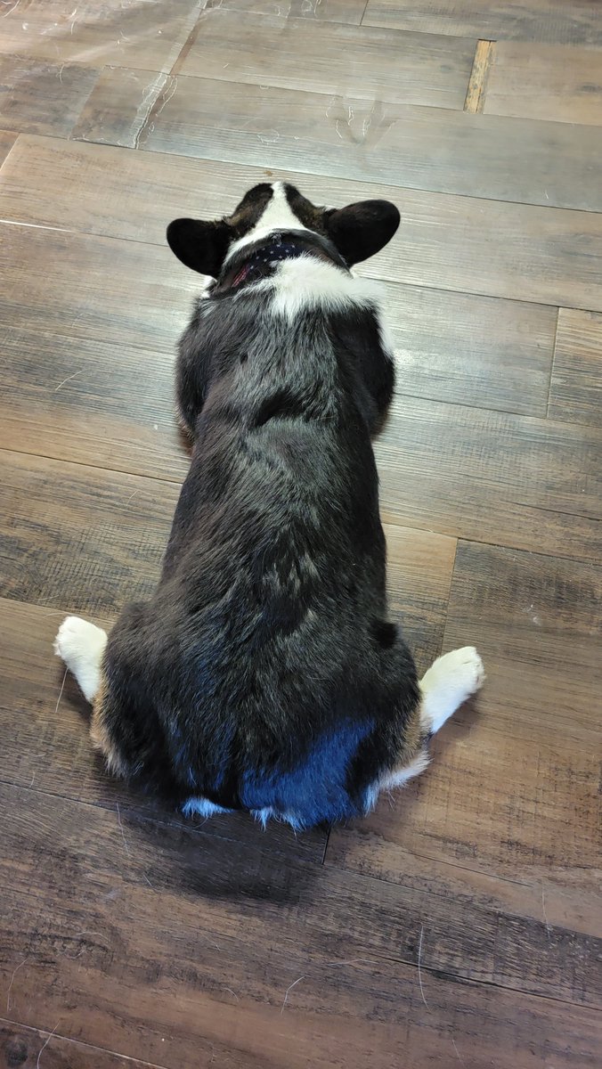 AJCaiola's tweet photo. @Moonstruckcorgi Traditional sploot or butterfly? She can't decide. https://t.co/1zzLu4wf6q
